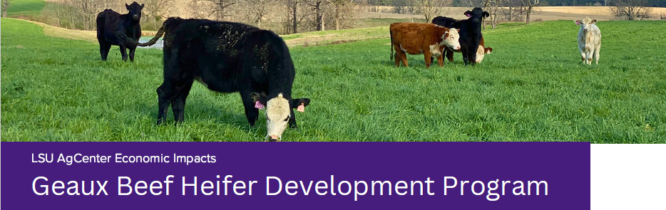Geaux Beef Heifer Development Program